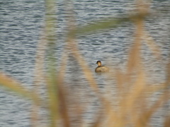 Tachybaptus ruficollis
