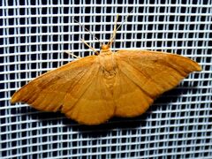 Watsonalla cultraria