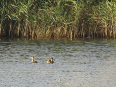 Tachybaptus ruficollis