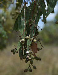 Corymbia erythrophloia