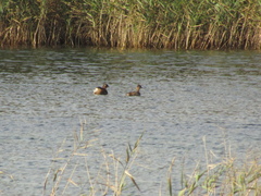 Tachybaptus ruficollis