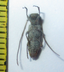 Eunidia subtergrisea