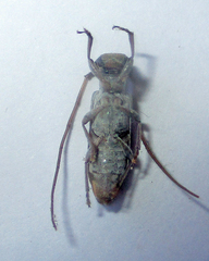 Eunidia subtergrisea