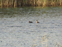 Tachybaptus ruficollis