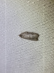 Isotenes miserana
