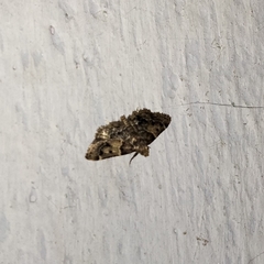 Lepidoptera