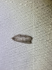 Isotenes miserana