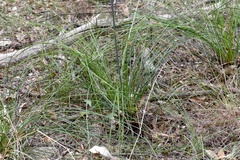 Xanthorrhoea macronema