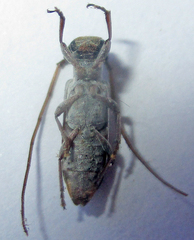 Eunidia subtergrisea