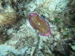 Ctenactis