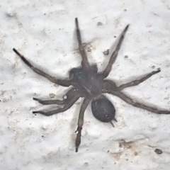 Lycosoides coarctata