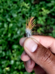 Terpsiphone paradisi