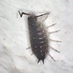 Porcellio ornatus