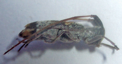 Eunidia subtergrisea