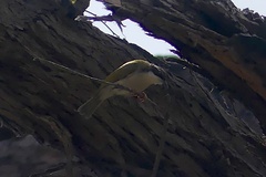 Melithreptus albogularis