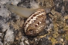 Iberus marmoratus