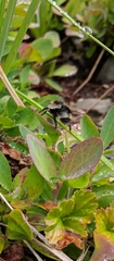 Bombus flavidus flavidus