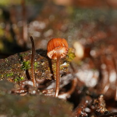 Mycena mamaku