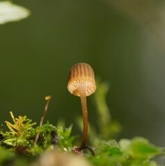 Mycena mamaku