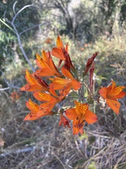 Alstroemeria ligtu simsii