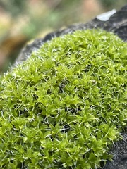 Syntrichia montana