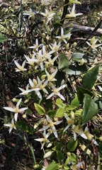 Clematis aristata