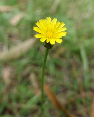 Hypochaeris glabra