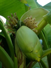 Musa basjoo