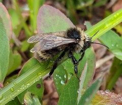 Bombus flavidus flavidus