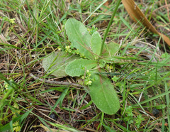 Hypochaeris glabra