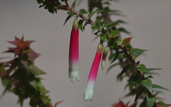 Epacris longiflora