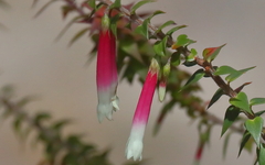 Epacris longiflora