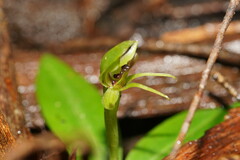 Chiloglottis cornuta