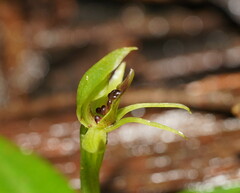 Chiloglottis cornuta