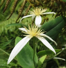 Clematis aristata