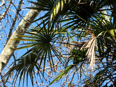 Chamaerops humilis