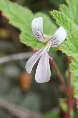 Escarpment Storksbill (Pelargonium dispar)