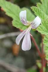 Pelargonium dispar