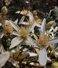 Clematis aristata