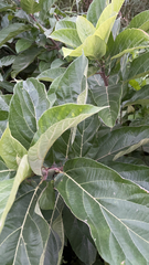 Ficus hispida