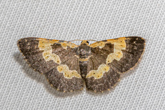 Peratophyga flavomaculata