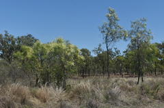 Grevillea parallela