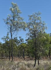 Grevillea parallela