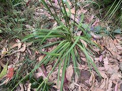 Arthropodium milleflorum