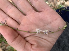 Arthropodium milleflorum