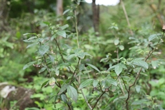 Ohwia caudata