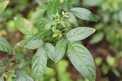 Ohwia caudata