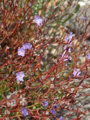 Limonium dictyophorum