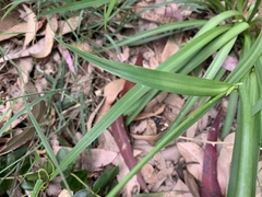 Arthropodium milleflorum