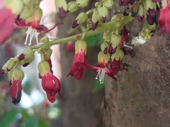 Averrhoa bilimbi